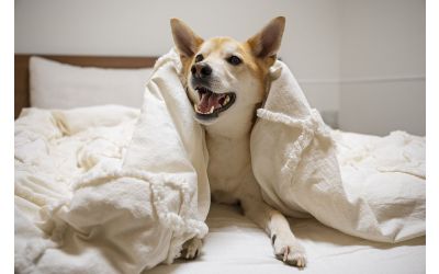 Big dog under the duvet